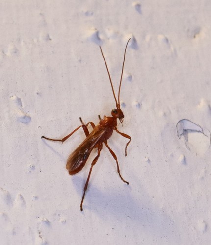 Aleiodes burrus