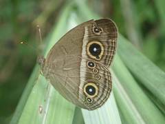 Mycalesis gotama nanda