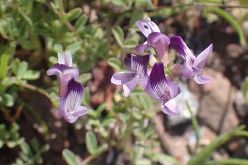 Image of Astragalus rattanii by no rights reserved