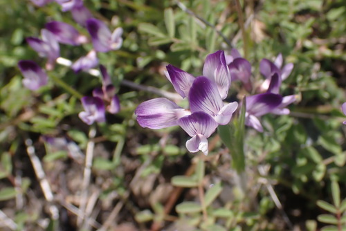 jepson's milkvetch (Astragalus rattanii)