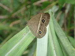 Mycalesis gotama nanda