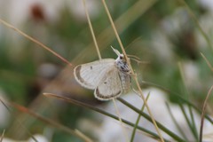 Sciadia zelleraria