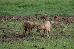 Canis aureus indicus