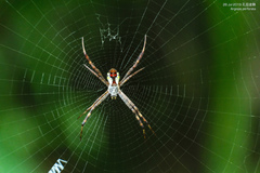 Argiope perforata