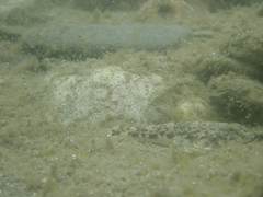 Glossogobius