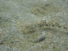 Glossogobius