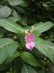 Impatiens glandulifera