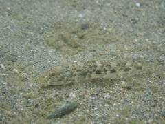Glossogobius