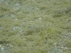 Rhinogobius formosanus