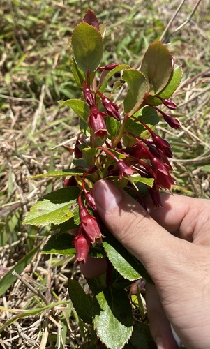 Vaccinium dentatum observed 2025-04-14