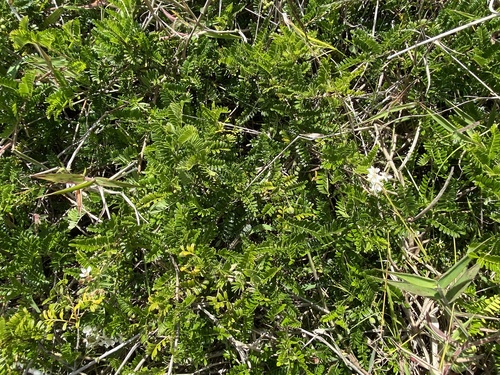 Osteomeles anthyllidifolia observed 2025-04-14