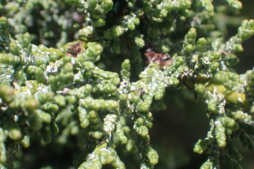 Image of Hesperocyparis macnabiana by no rights reserved