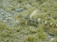 Rhinogobius formosanus
