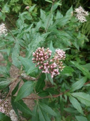 Eupatorium cannabinum