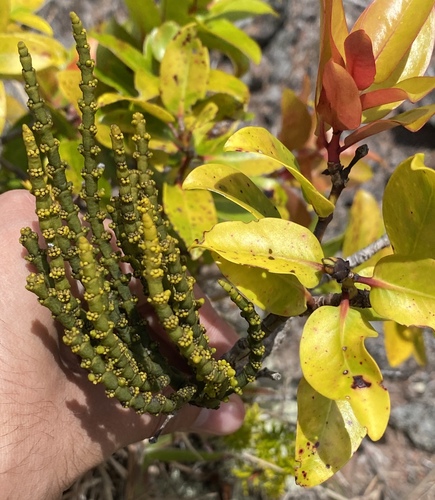 Korthalsella cylindrica observed 2025-04-14