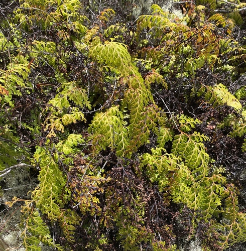 Odontosoria chinensis observed 2025-04-14