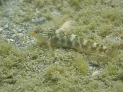 Rhinogobius formosanus