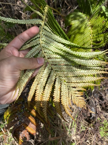 Sadleria cyatheoides observed 2025-04-14