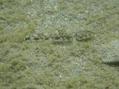 Glossogobius
