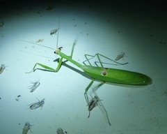 Stagmatoptera binotata