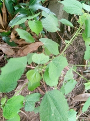 Triumfetta rhomboidea