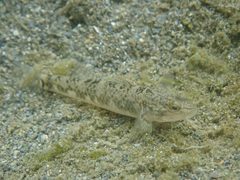 Rhinogobius gigas