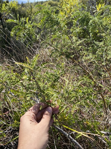 Sophora chrysophylla observed 2025-04-14
