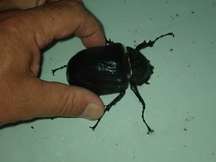 Megasoma