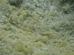 Rhinogobius gigas