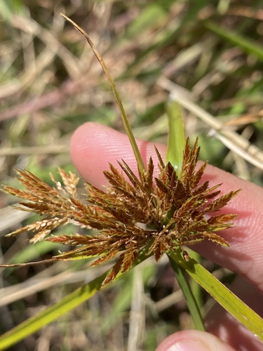 Cyperus polystachyos observed 2025-04-14