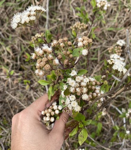 Ageratina adenophora observed 2025-04-14