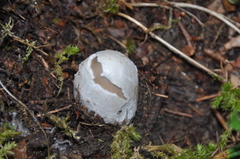 Amanita ceciliae
