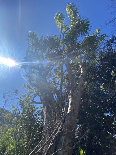 Dracaena rockii observed 2025-04-15