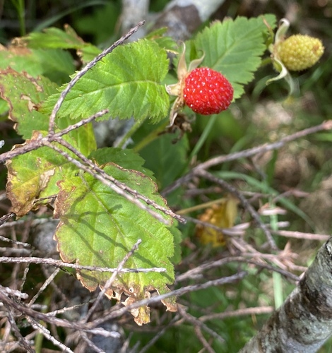 Rubus rosifolius observed 2025-04-15