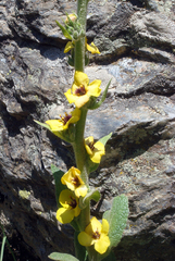 Verbascum conocarpum