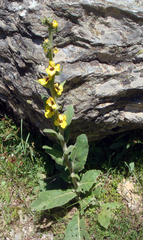 Verbascum conocarpum