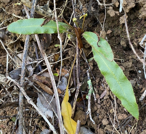 Elaphoglossum paleaceum observed 2025-04-16