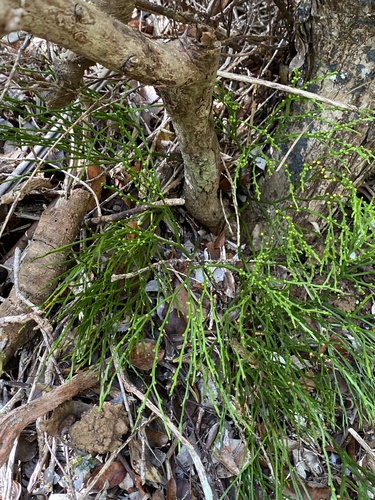 Psilotum nudum observed 2025-04-16