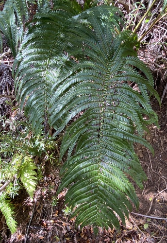 Sadleria cyatheoides observed 2025-04-16