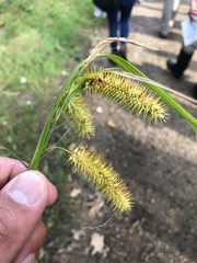 Carex comosa