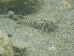 Rhinogobius formosanus