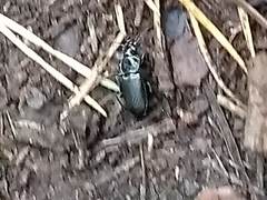 Pterostichus melanarius