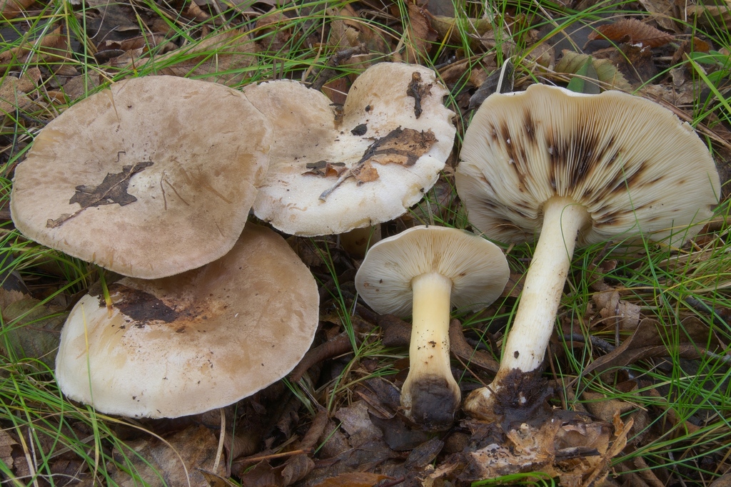 Calocybe pilosella