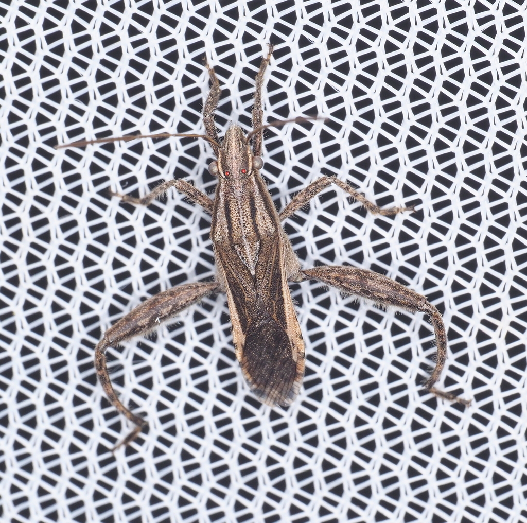 Tenosius proletarius