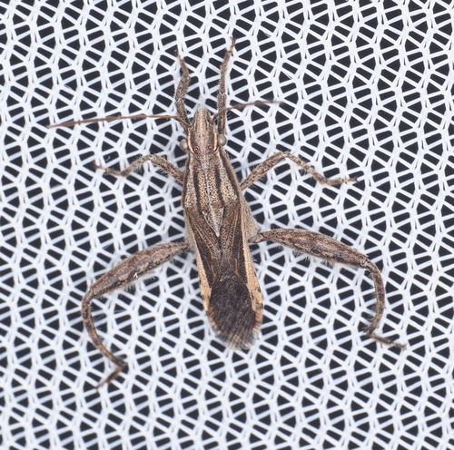 Tenosius proletarius