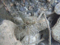 Macrobrachium australe