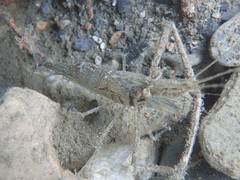 Macrobrachium australe