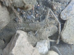 Macrobrachium australe