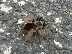 Dugesiella anitahoffmannae