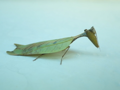 Metilia